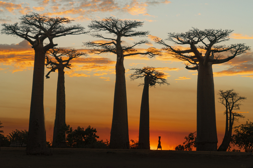 Baobabs in Sunset od Mei Shi