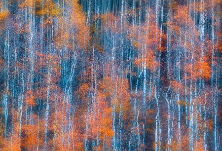 Autumn Abstract