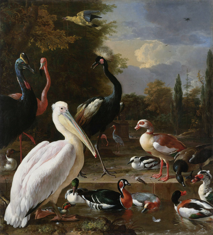 A Pelican and other Birds near a Pool, Known as ‘The Floating Feather’ od Melchior de Hondecoeter