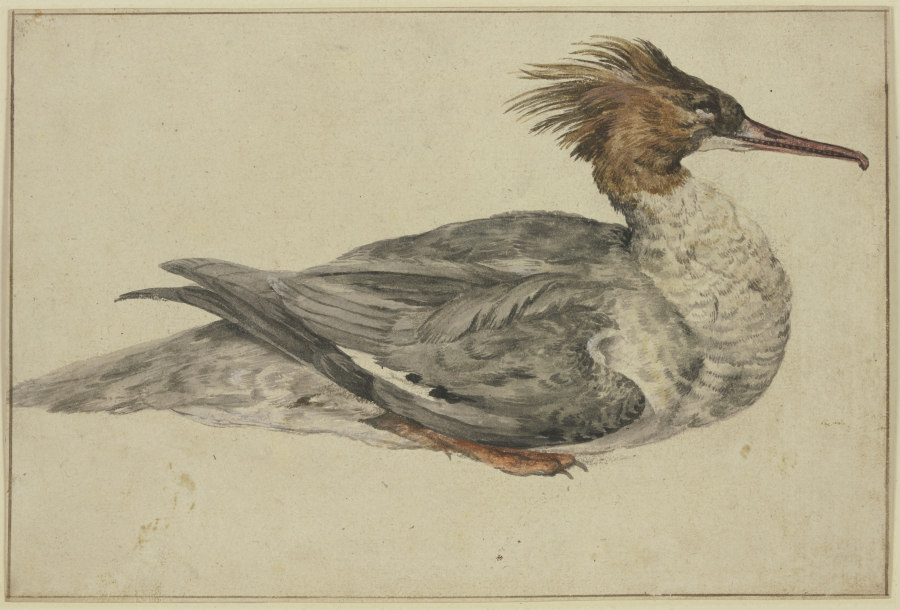 Liegende Ente mit brauner Haube, rotem Schnabel und Füßen od Melchior de Hondecoeter