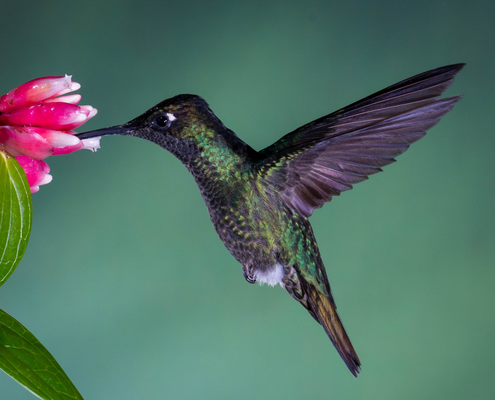 Costa Rican Hummingbird od Melissa Theil