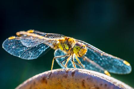 Dragonfly