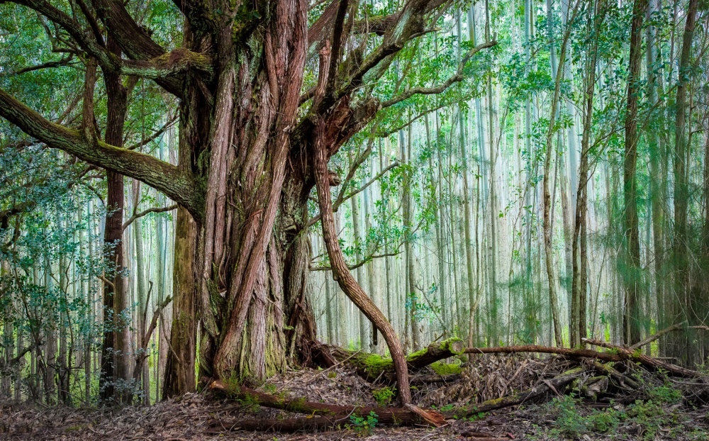 Waipio Valley Rainforest od Michael Delman