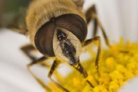 Schwebfliegenportrait