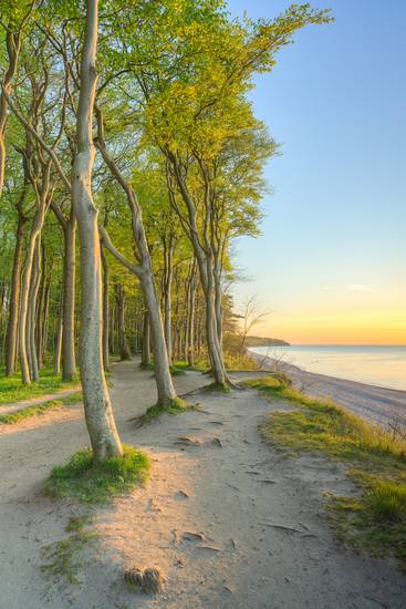 Küstenwald an der Ostsee bei Warnemünde