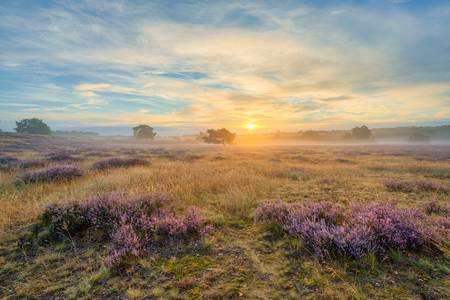 Sonnenaufgang in der Westruper Heide