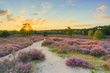 Sonnenuntergang in der Heide