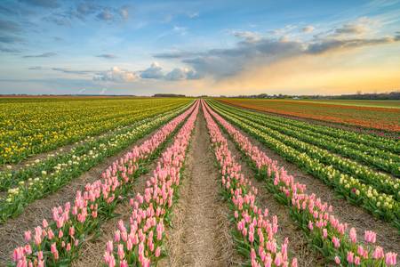 Tulpenfeld im Rheinland