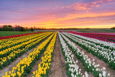 Tulpenfeld im Rheinland bei Sonnenaufgang