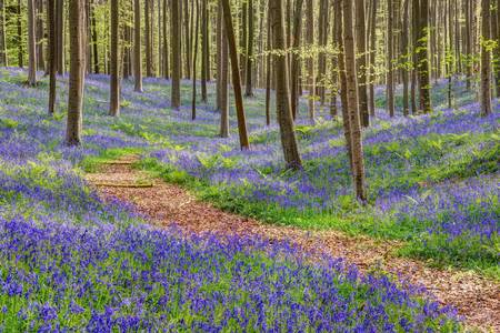 Weg durch den blauen Wald im Hallerbos in Belgien