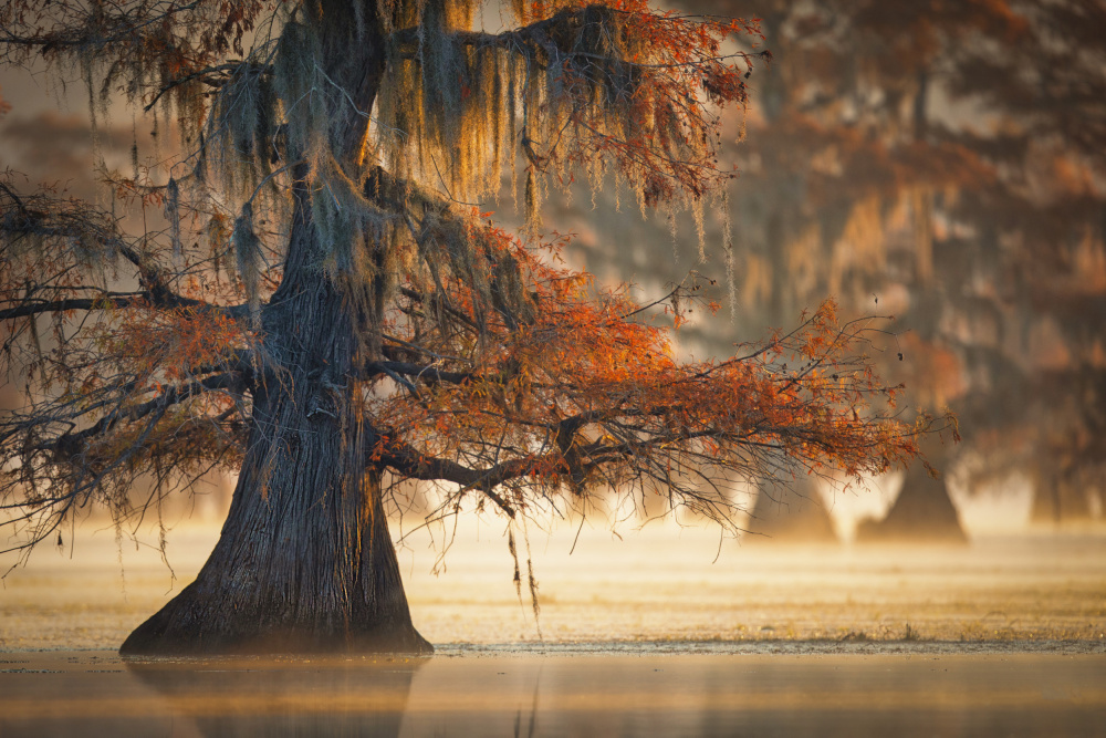 A Cypress In Fall Water od Michael Zheng