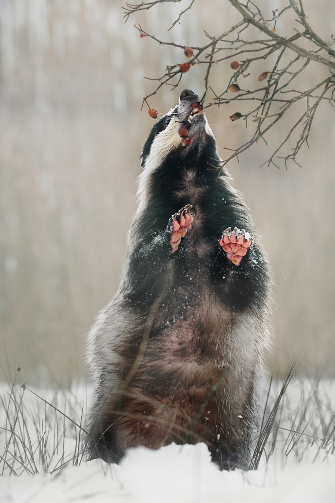 Badger with rosehips od Michaela Firešová