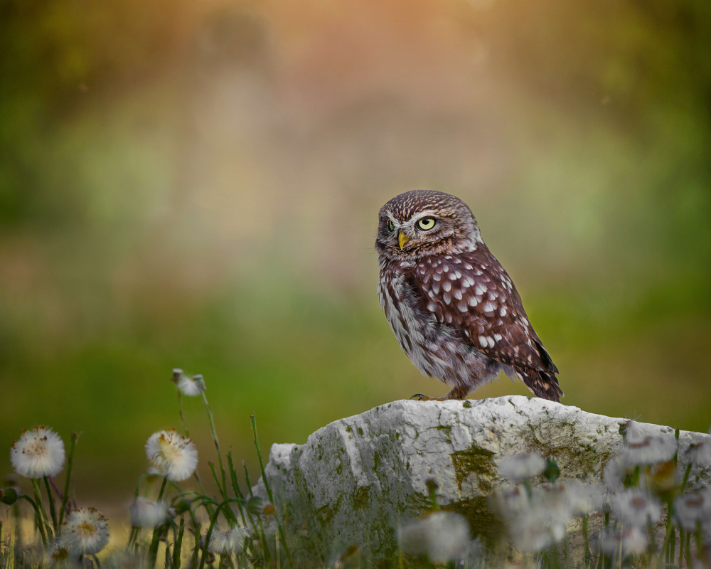 Owl resting on the stone od Michaela Firešová