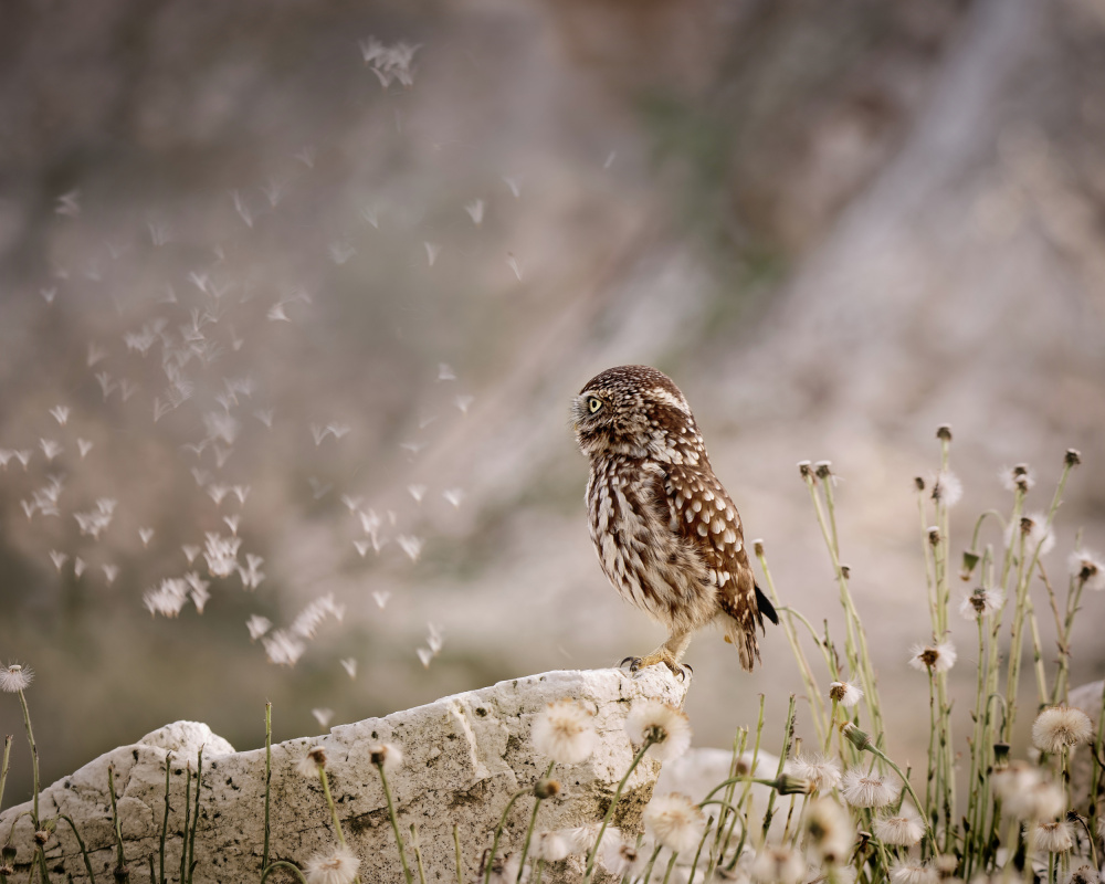 Owl and dandelion´s parachutes od Michaela Firešová