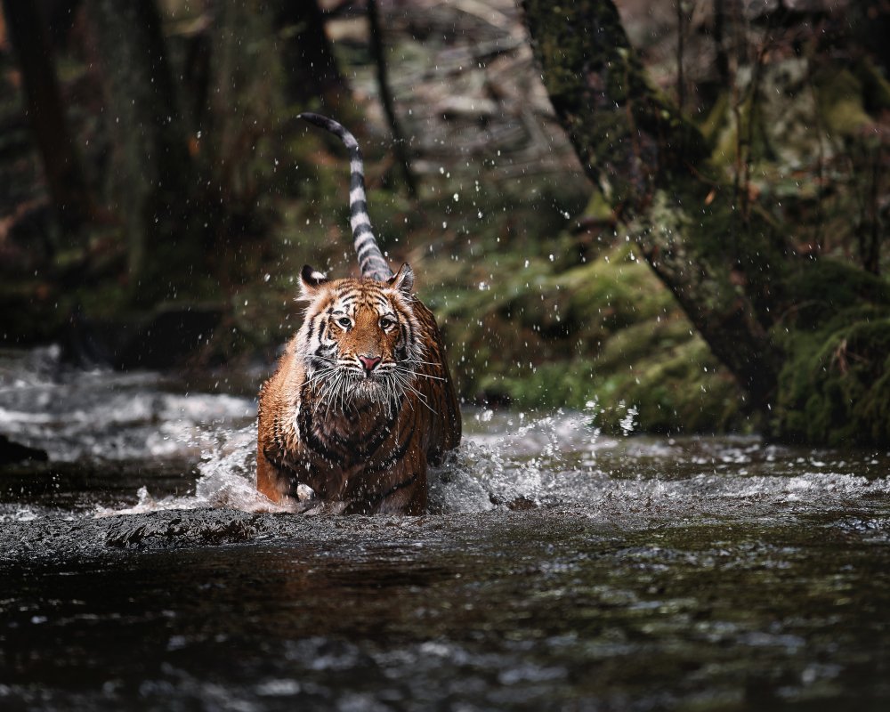 Big cat in creek od Michaela Firešová