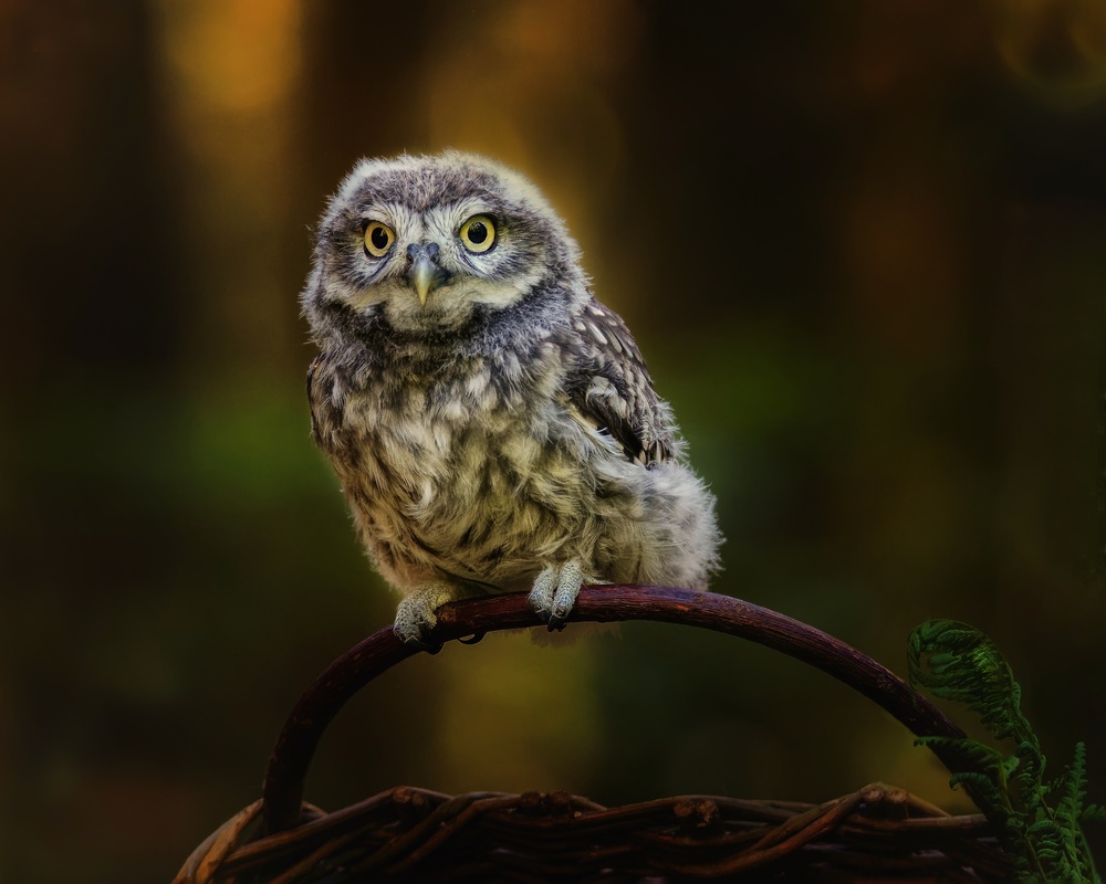 Small screech owl od Michaela Firešová