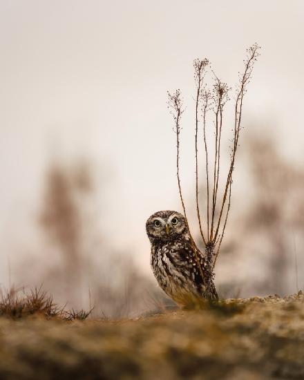 Screech owl in the morning