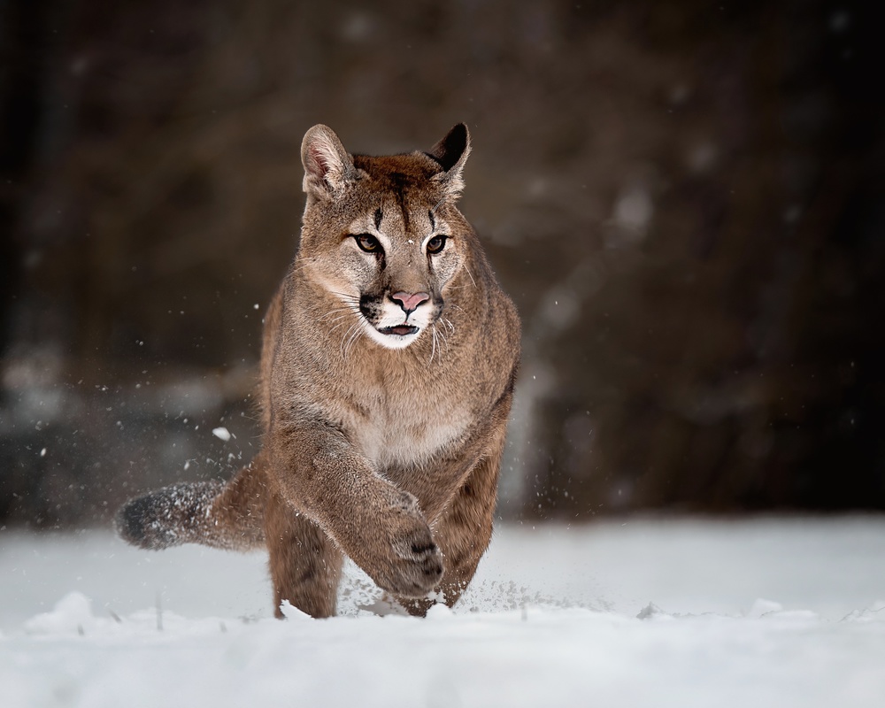 Cougar on snow od Michaela Firešová