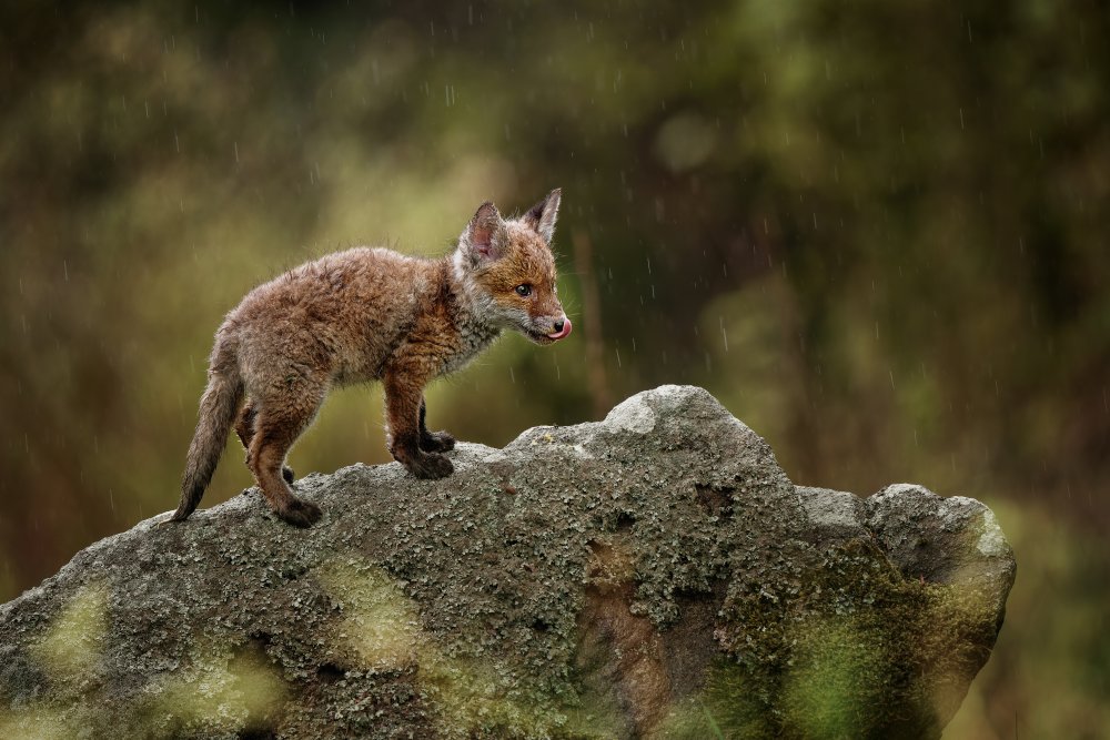 Rainy day od Michaela Firešová