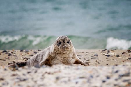 Seal on the beach