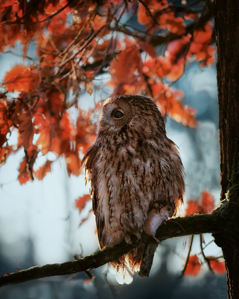 Resting owl with prey od Michaela Firešová