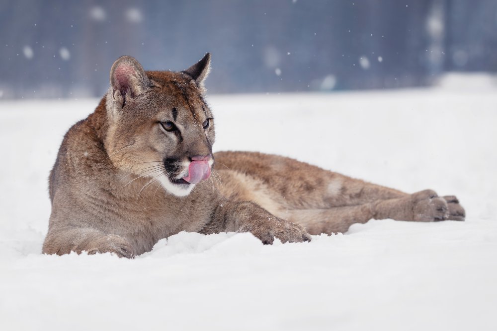 Resting cougar od Michaela Firešová