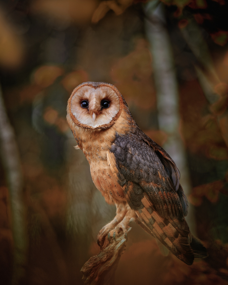 Barn owl in forest od Michaela Firešová