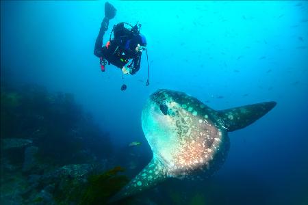 Sunfish whisper