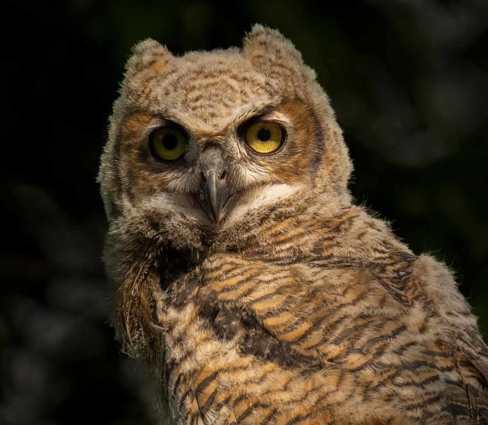 A Portrait of Great Horn Owlet od Mike He