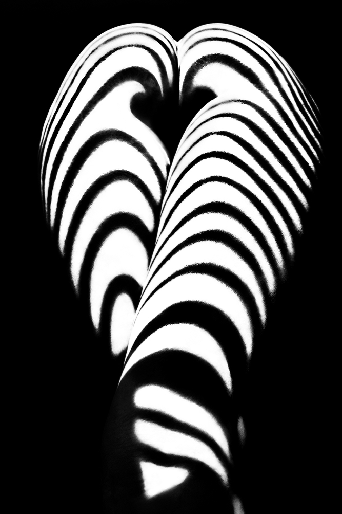 zebra ass 2 od Mikhail Faletkin
