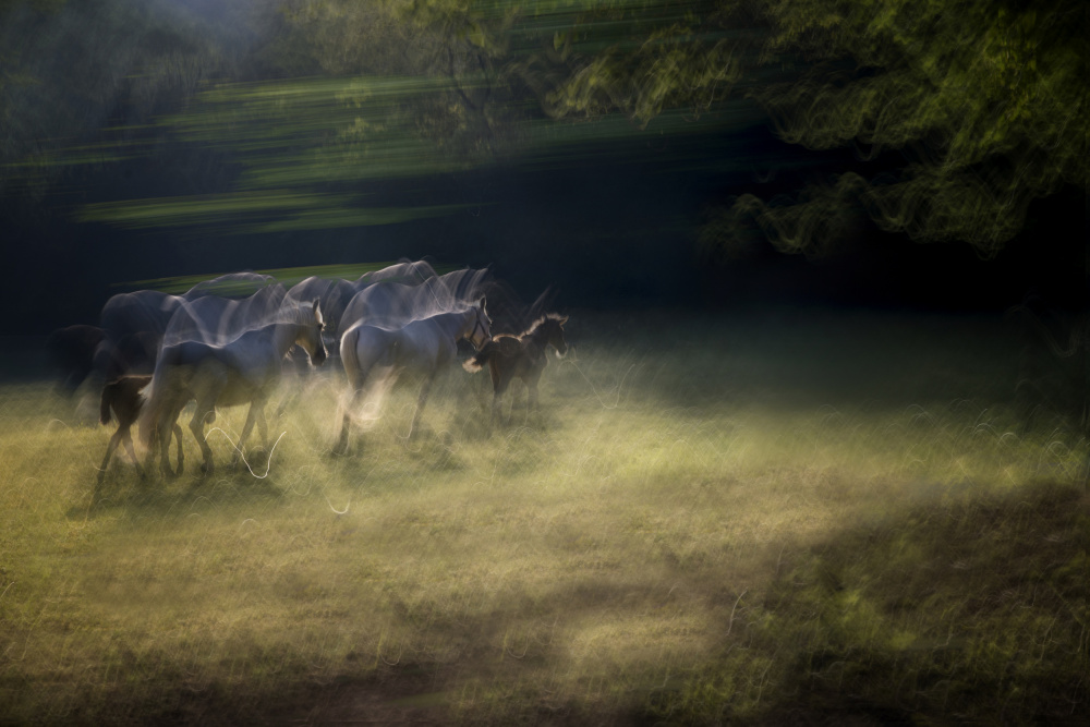On the pasture od Milan Malovrh