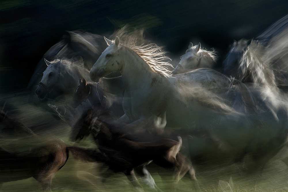 gallop od Milan Malovrh