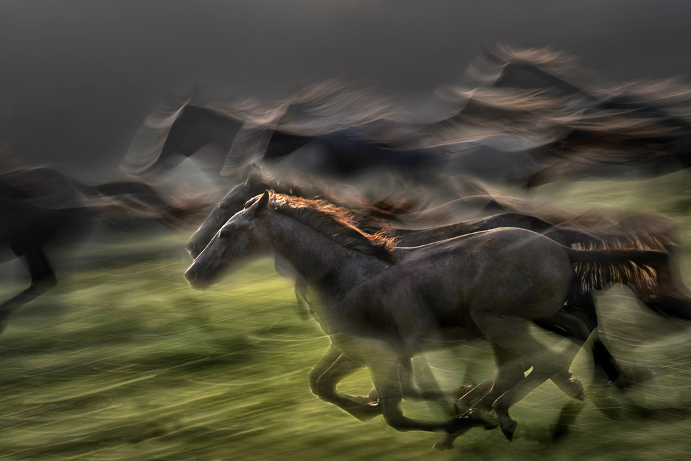 In gallop od Milan Malovrh
