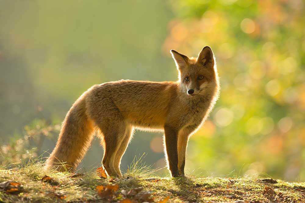 Red fox od Milan Zygmunt