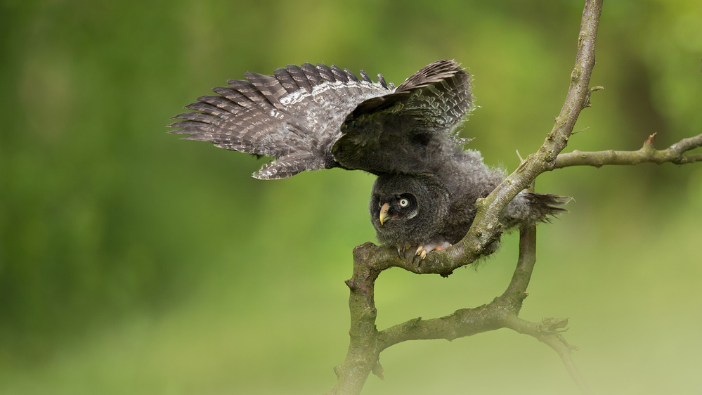 Great Grey Owl od Milan Zygmunt