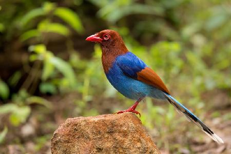 Sri Lanka blue magpie