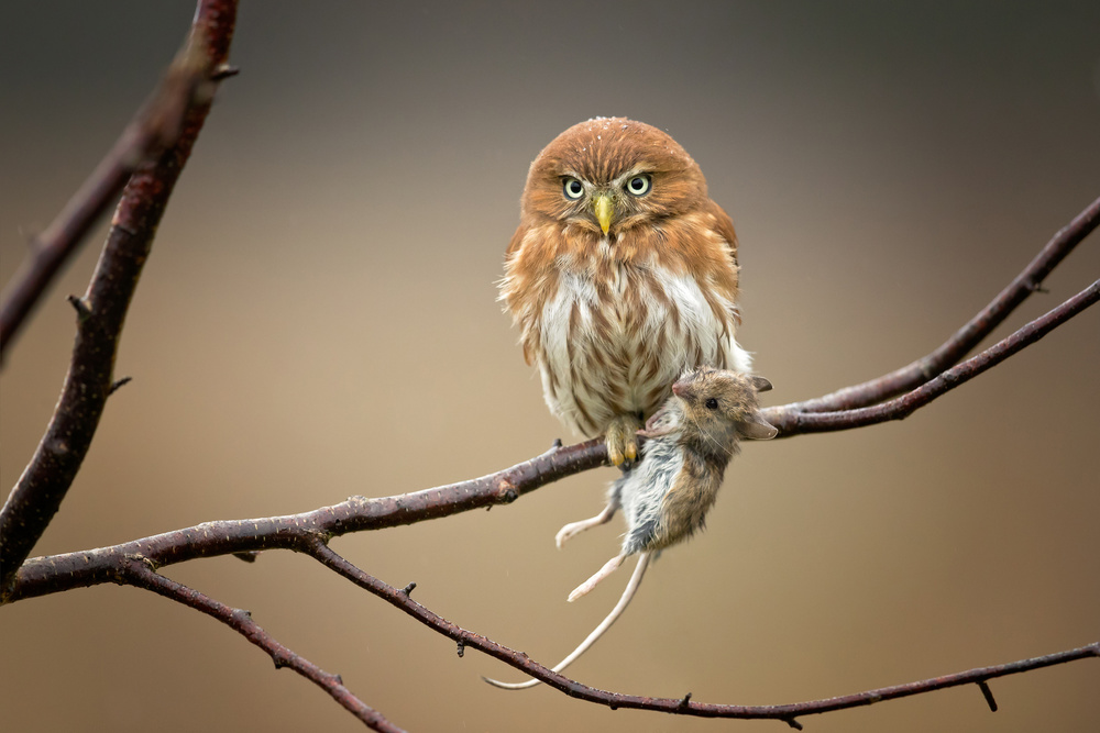 Ferruginous Pygmy Owl od Milan Zygmunt