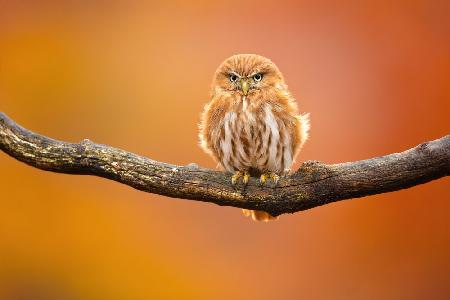 Ferruginous pygmy owl