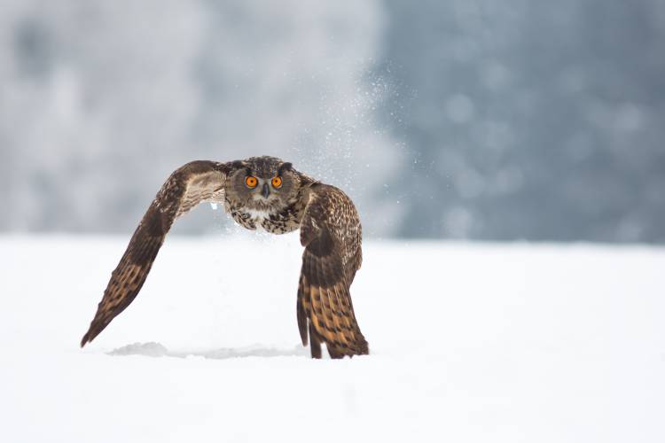 Eurasian eagle-owl od Milan Zygmunt