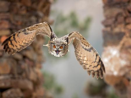 Eurasian eagle-owl