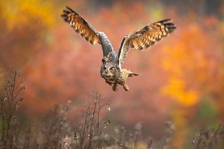 Eurasian eagle-owl