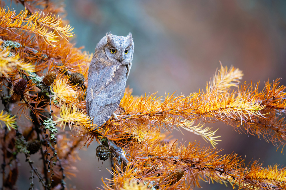 Eurasian scops owl od Milan Zygmunt