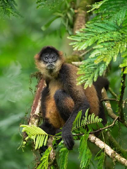 Geoffroys spider monkey