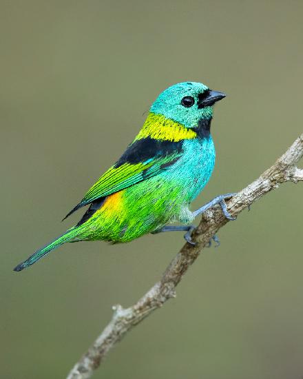 Green-headed tanager