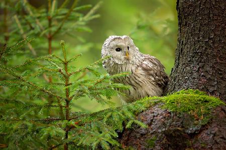 Ural Owl