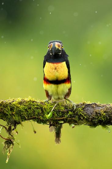 Collared aracari