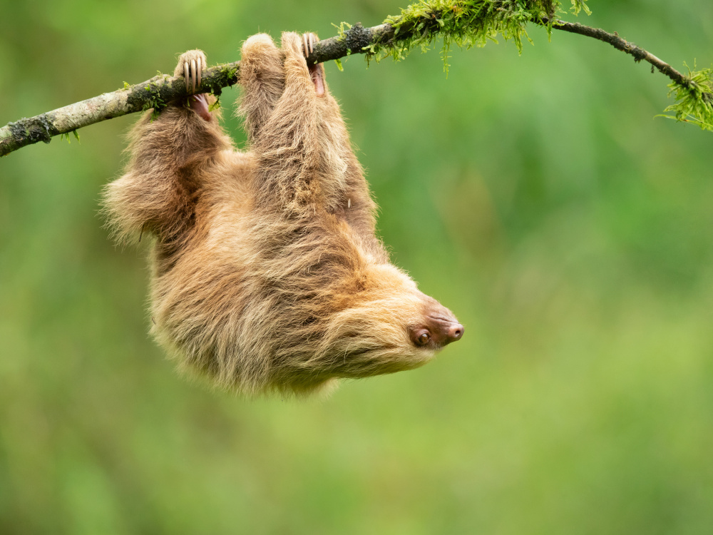 Hoffmanns two-toed sloth od Milan Zygmunt