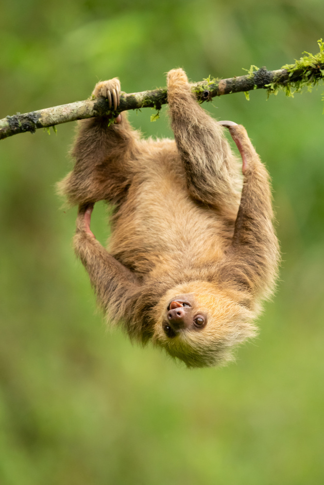 Hoffmanns two-toed sloth od Milan Zygmunt