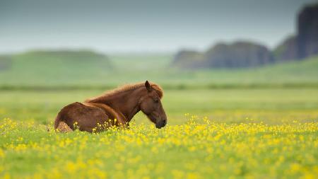 Icelandic horse