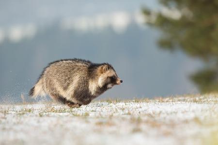 Raccoon dog